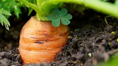 Vzejde za každého počasí: nejlepší termíny pro jarní výsev mrkve