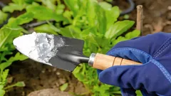 Obyčejná jedlá soda proti škůdcům: rychlý a levný způsob, jak ochránit úrodu