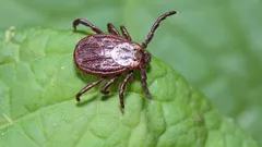 Klíšťata utečou z vaší zahrady: zahradník prozradil, které rostliny vysadit