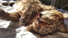 Lepší než jakýkoli meteorolog: Jak mohou kočky snadno předpovědět počasí a prozradit vám ho